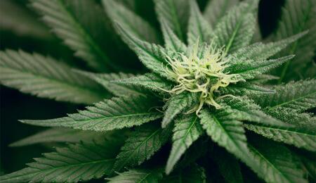 Drogenbeauftragter Streeck hat sich dafür ausgesprochen, in Pilotprojekten den legalen Verkauf von Cannabis zu erlauben.