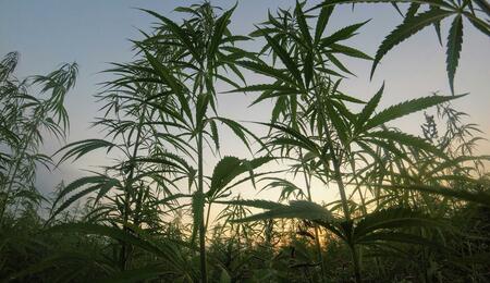 More than $8 million to fund the US hemp industry