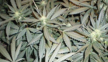 Etude : la  consommation de cannabis ne serait pas associée à l'amotivation