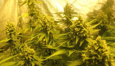  Une nouvelle étude sur le cannabis et la musique