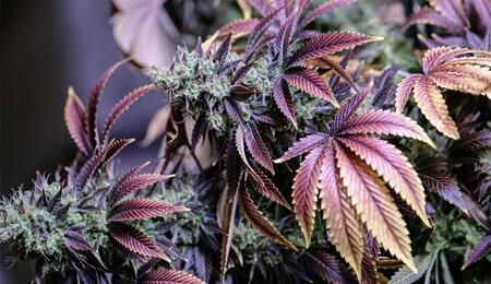 Wie wählt man die beste Mutterpflanze aus? Anleitung zu Selektion und Pflege für maximale Erträge beim Cannabisanbau.