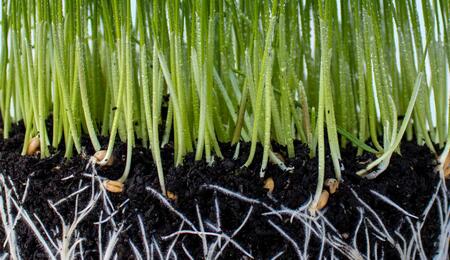 Mykorhiza – přátelské podhoubí pro lepší úrodu