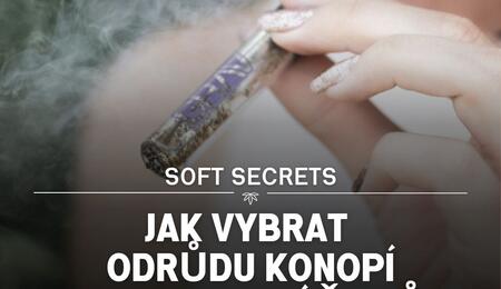 Jak vybrat odrůdu konopí podle jejich účinků?