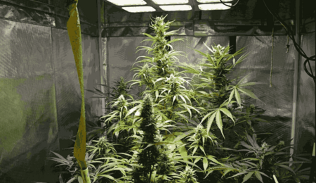 9 Top Tips to consider when growing autos indoors