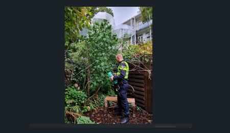 Buitenkweker, cannabis, politie