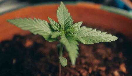 Growing high-quality cannabis requires an abundance of nutrients in the form of fertilizers