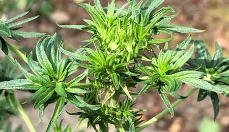 Australian bastard cannabis - Nejpodivnější odrůdy konopí, které asi neznáte
