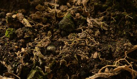  Nematodes can either damage plant tissues or enhance soil health and yields