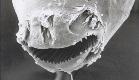 Sous la surface : l’étonnant rôle des nématodes