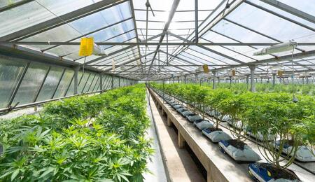 New York state regulators approve 52 marijuana growing licenses to hemp businesses.