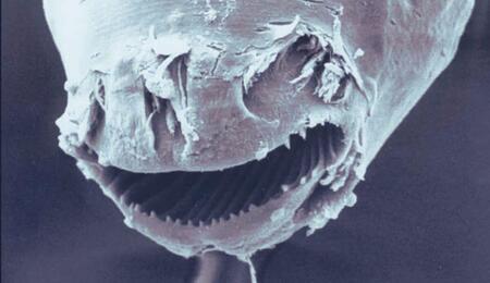 Camallanus cotti