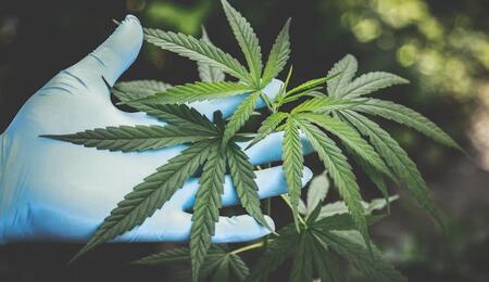 Nitrogen and Phosphorous Deficiencies in Cannabis Plants