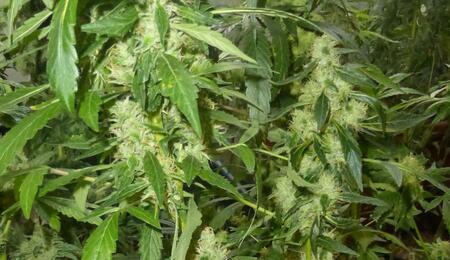  L’OFDT publie un rapport sur les essais pilotes en Suisse