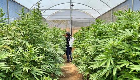 Mexique : un cannabis club à Oaxaca