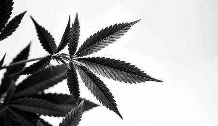 Oklahoma, cannabis legalization referendum