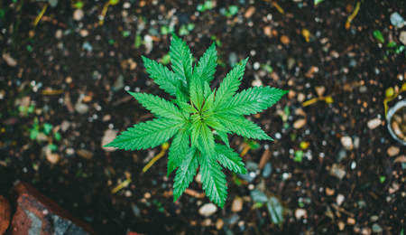 Can Weed Help a Hangover?