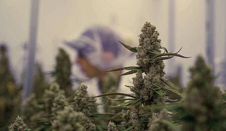 Record F1 Hybrid Yield: 1.8 kg/m² in CRIC Labs Trial