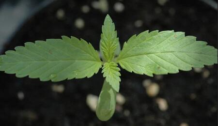 Guide officiel de la culture du cannabis en extérieur (2025)