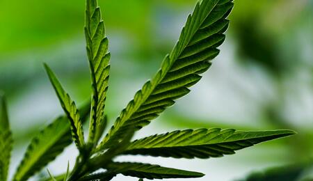 Outdoor Marijuana Growing Guide from Scratch 2025 – Soft Secrets