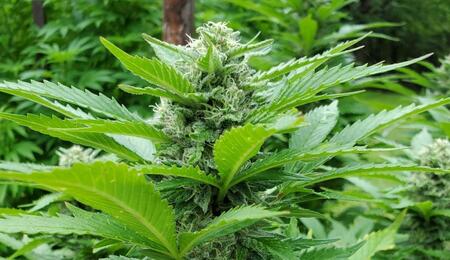 Weed plant