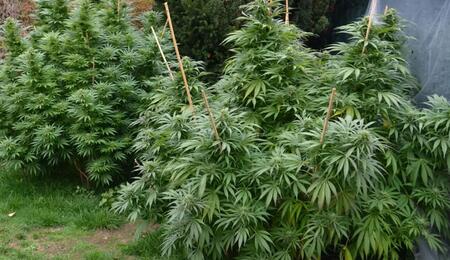 Culture outdoor : les meilleurs terroirs français