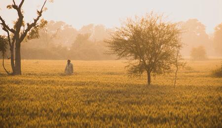 pakistan, agricoltura, coltivare