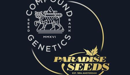 Paradise seeds a Compound genetics