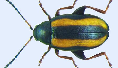 Phyllotreta nemorum