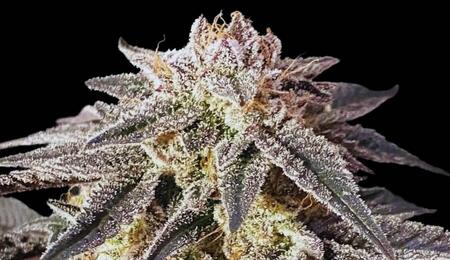 Grow report : Permanent Marker