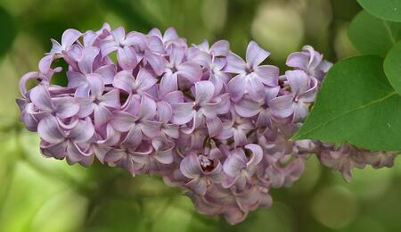 Terpinéol : cannabis et lilas