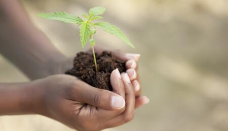 Piedra pómez, guano, perlita y harina de hueso: aditivos al sustrato de marihuana.