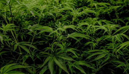 amino, humic, and fulvic acids are crucial for maintaining plant health and vitality