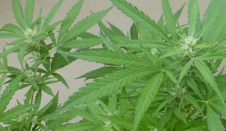 Le podcast du CESE sur la légalisation du cannabis