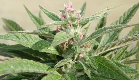 Plantas rosadas de marihuana