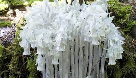 L’autre plante du mois : Monotropa uniflora
