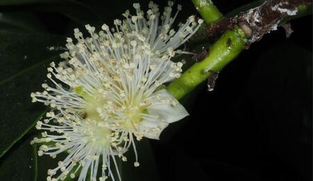 L’autre plante du mois : le Cás