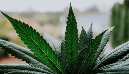 ¿Por qué y cómo el cannabis elimina metales pesados del suelo y transforma residuos en carbón sostenible?