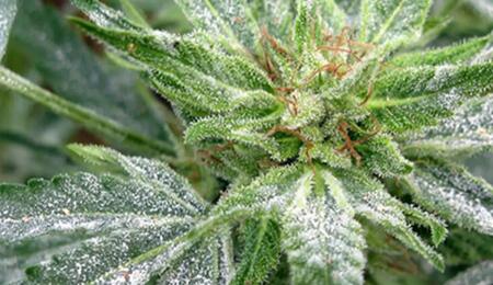 Schützt das Cannabis vor Echtem Mehltau. Erfahrt alles über Ursachen, Prävention und Hausmittel wie Backsoda oder Milch.