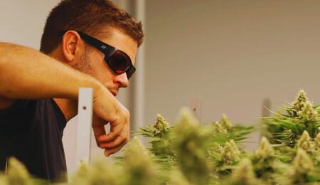 Profesjonalna uprawa konopi w Tajlandii