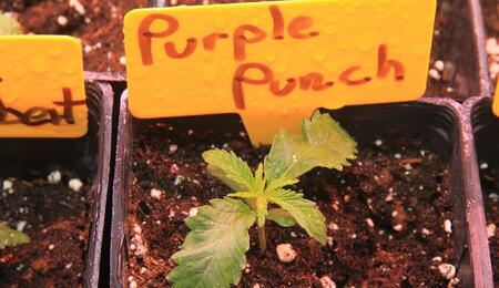 Purple Punch: Un sueño púrpura de resina