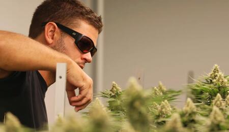 Wie ein Profi auf Koh Samui anbaut: „Qualität bedeutet nicht 30 % THC“