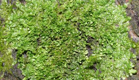 L’autre plante du mois : Radula perrottetii	