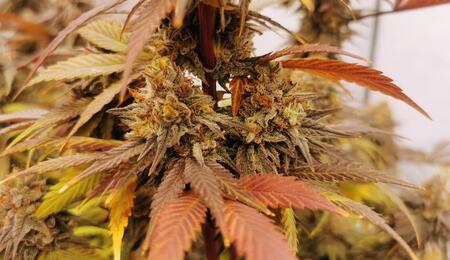 Raritäten der Welt der Cannabispflanzen 
