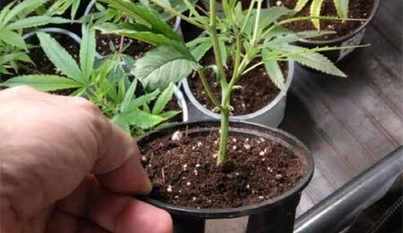 Les avantages du rempotage des plantes en indoor