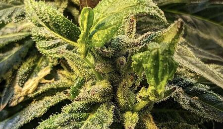  Réversion végétative : comment relancer une plante après floraison