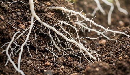 Is Phosphorus Important for Cannabis Plants?