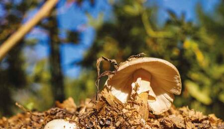 Oklahoma Sungrown : culture localisée avec champignons et hügelkultur
