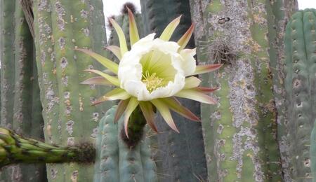 L'autre plante du mois : À la découverte du mystique San Pedro