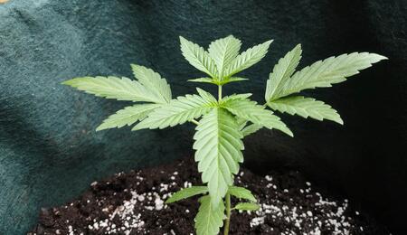 Sazenice konopí pro outdoor: první tři týdny jsou kritické