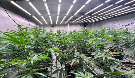 LED Grow Lights for Efficient Cannabis Cultivation
